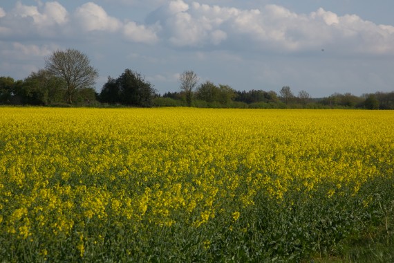 The english countryside is beautiful in the spring.